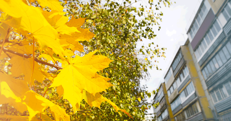 Leaves with apartment in background